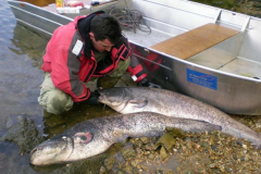 Barca-de-pesca-Barca-de-aluminio-Barca-de-fondo-plano-178